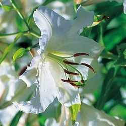 Lilium 'Casa Blanca', Lily 'Casa blanca', Oriental lily 'Casa blanca', Lilium 'Casa Blanca', Summer flowering Bulb, mid summer lilies, late summer lilieswhite lilies, Award lilies